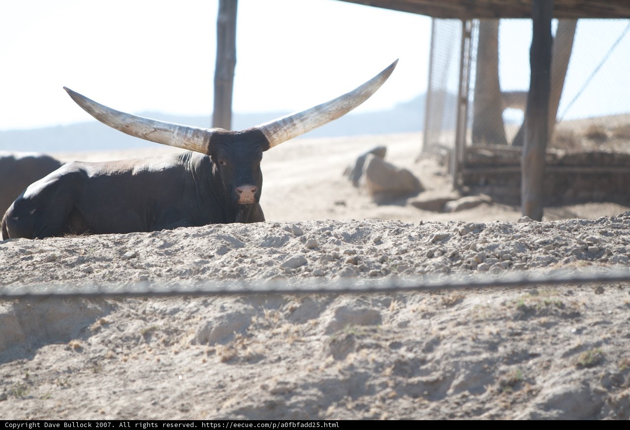 Resting Longhorn Bull
