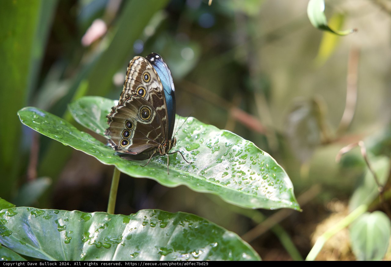 Intricate Delicate - Butterfly Encounter