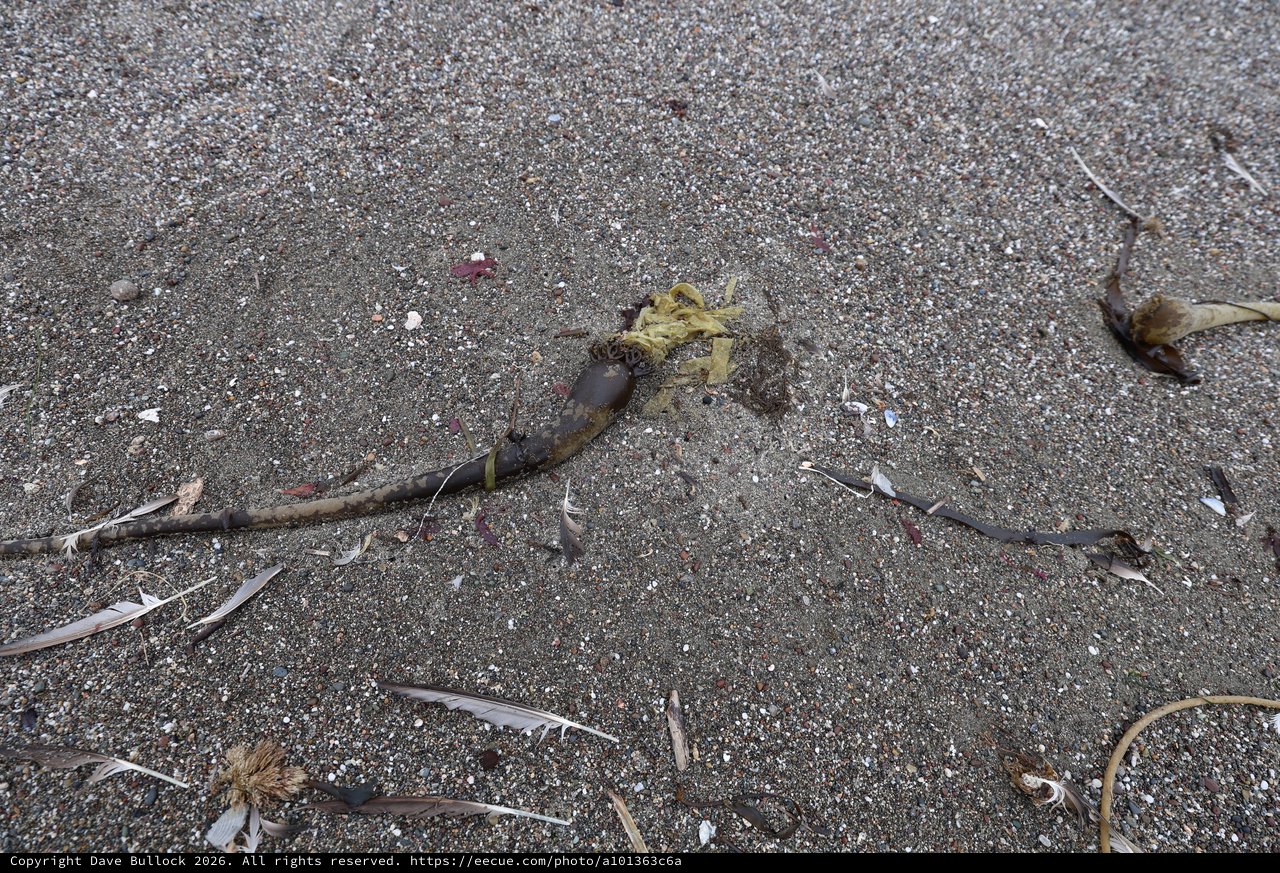 Decomposing Kelp Washed Ashore on Sandy Beach