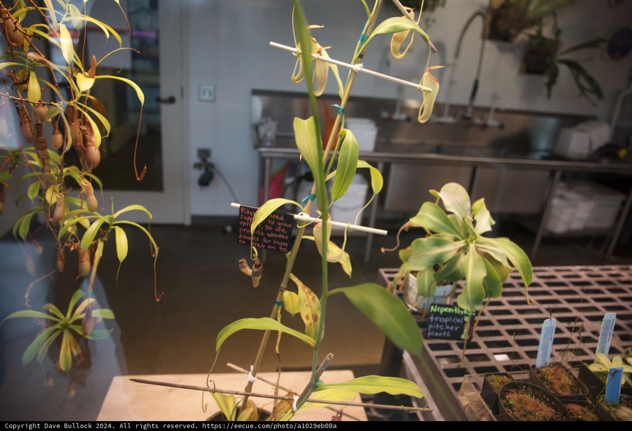 A Botanical Encounter: Plant Life Indoors