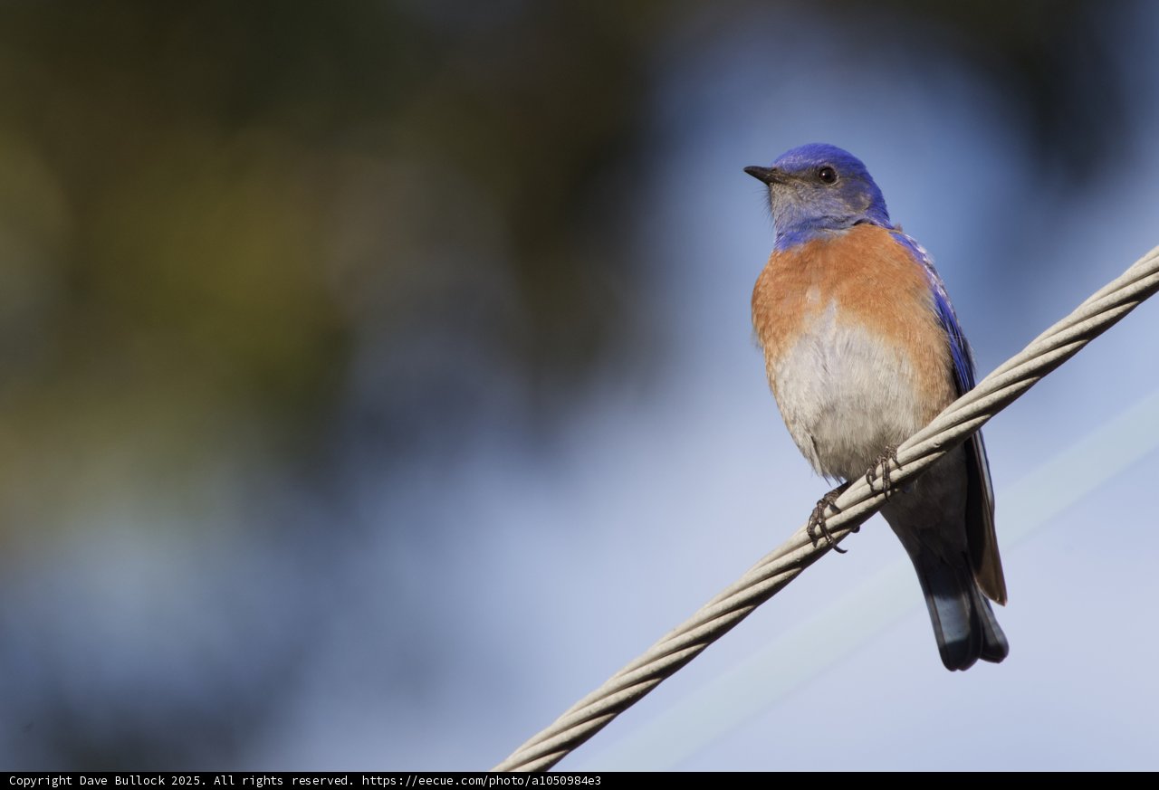 A Bluebird's Perch
