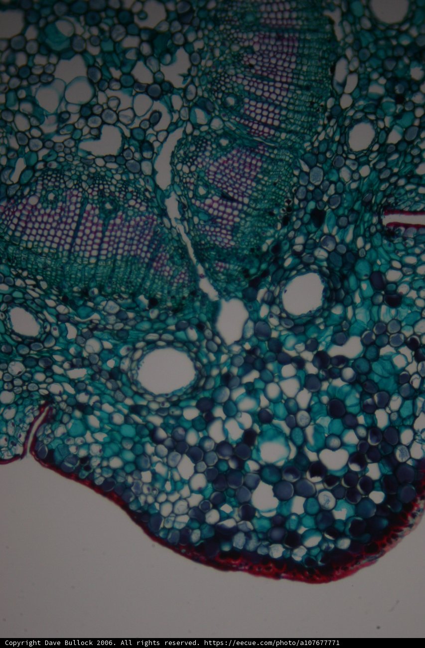 Green and Blue Plant Cell