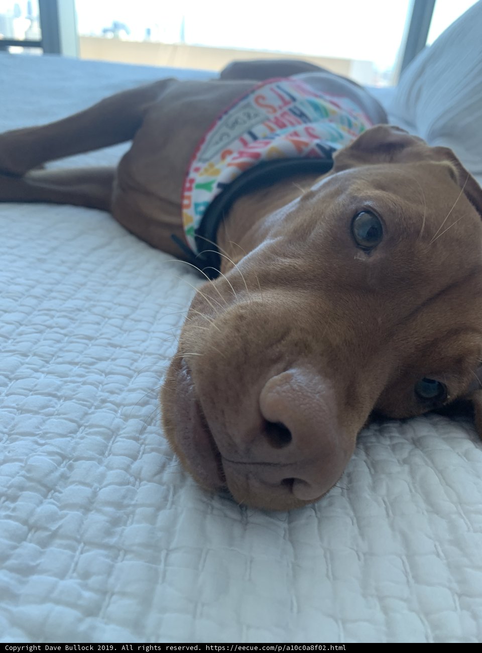 Resting on Linen