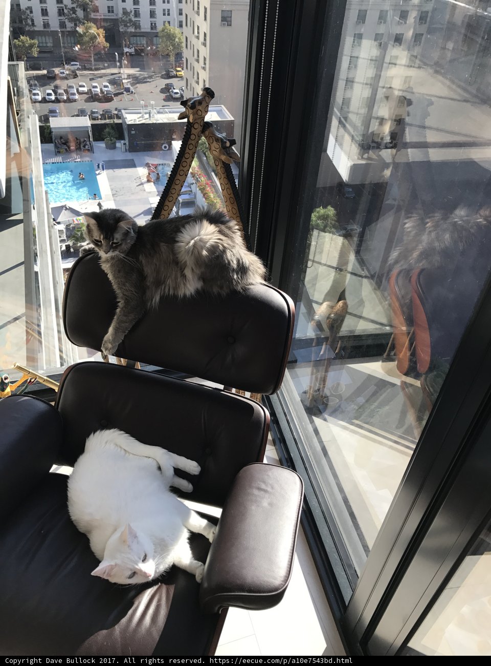 Feline Roommates: Two Cats Enjoy the View from a Comfy Chair