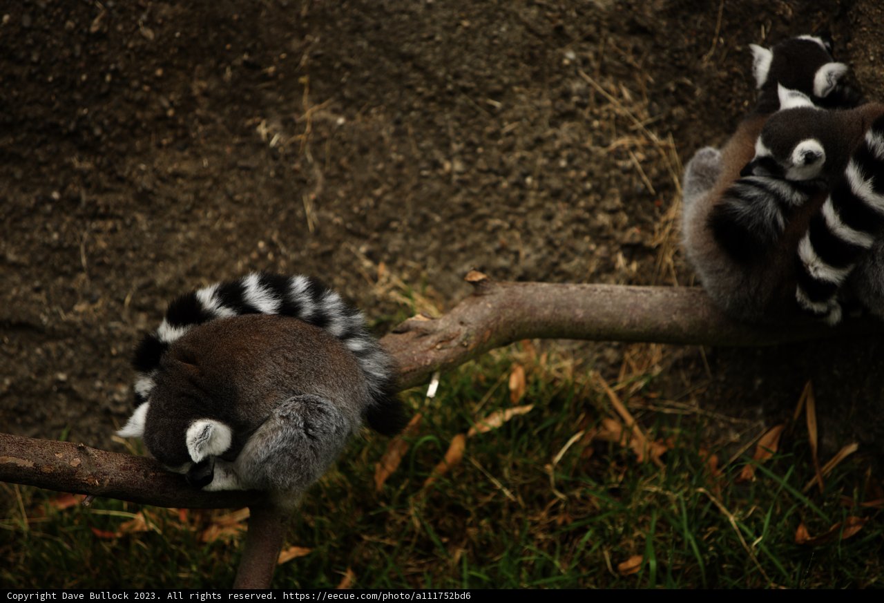 Lemur Trio in Oakland Zoo