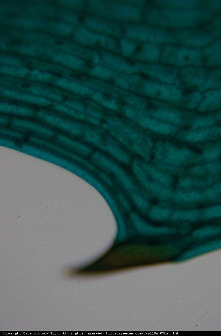 Close-up of a Green Leaf