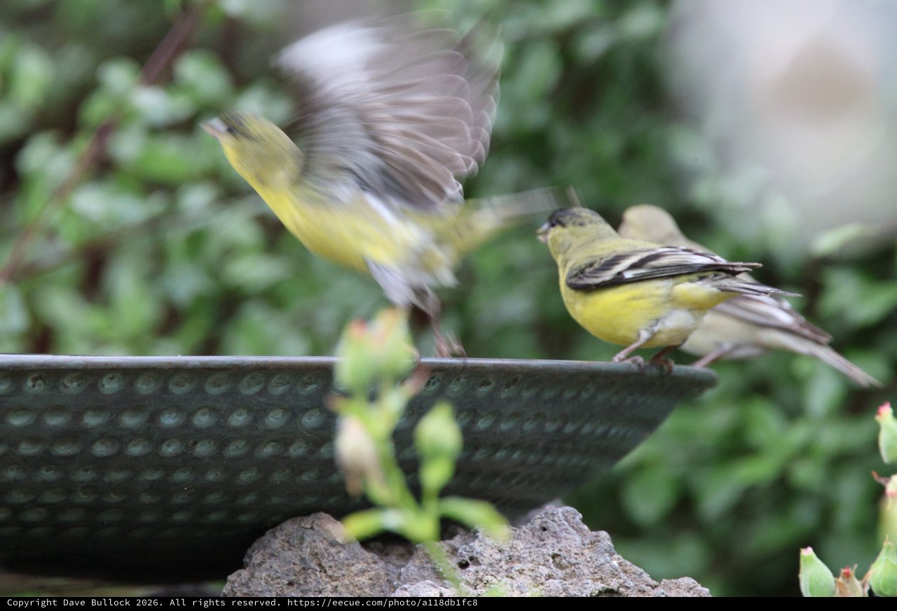 Siskins in Motion at Garden Bird Bath