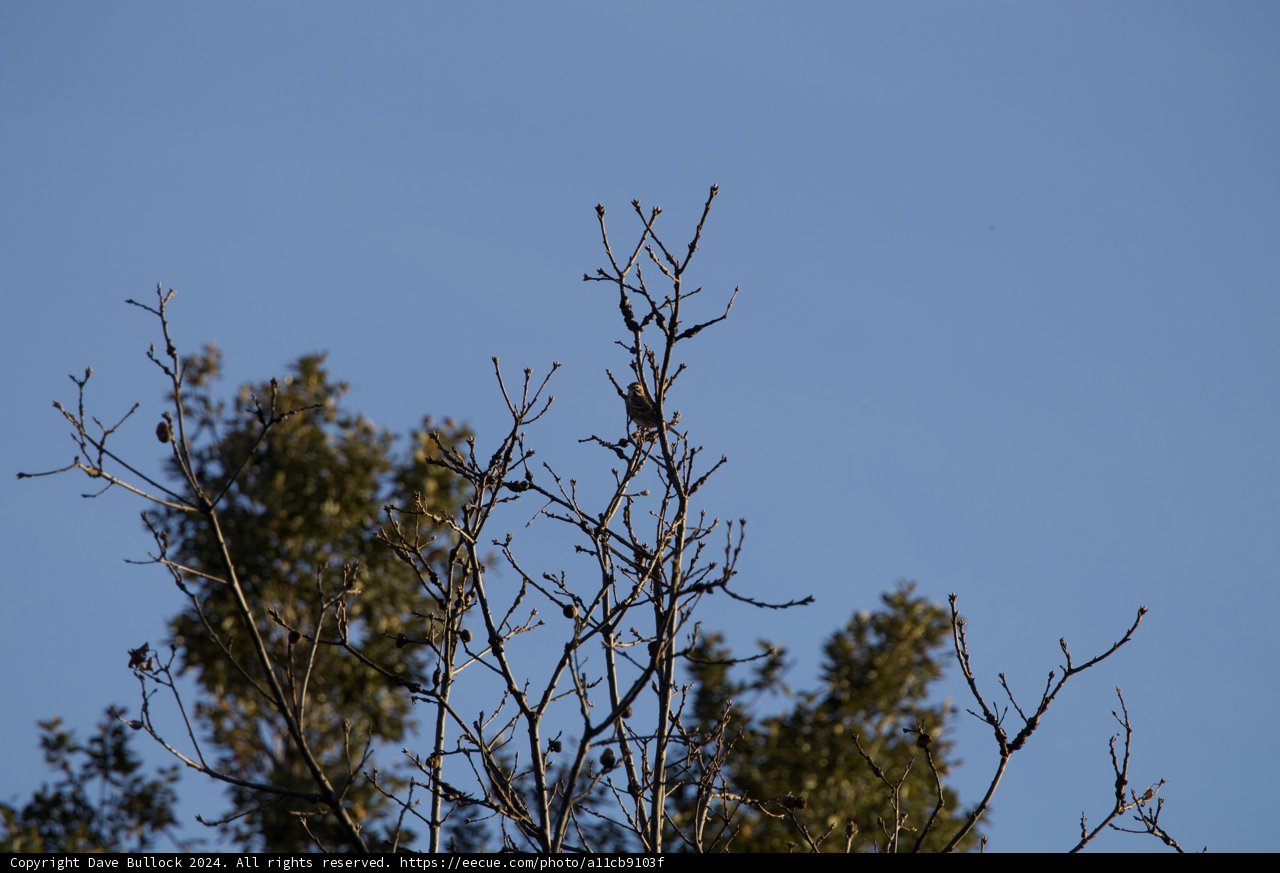 Silent Guardians of the Sky