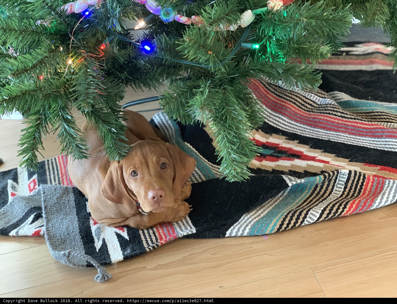 Furry Christmas Companion