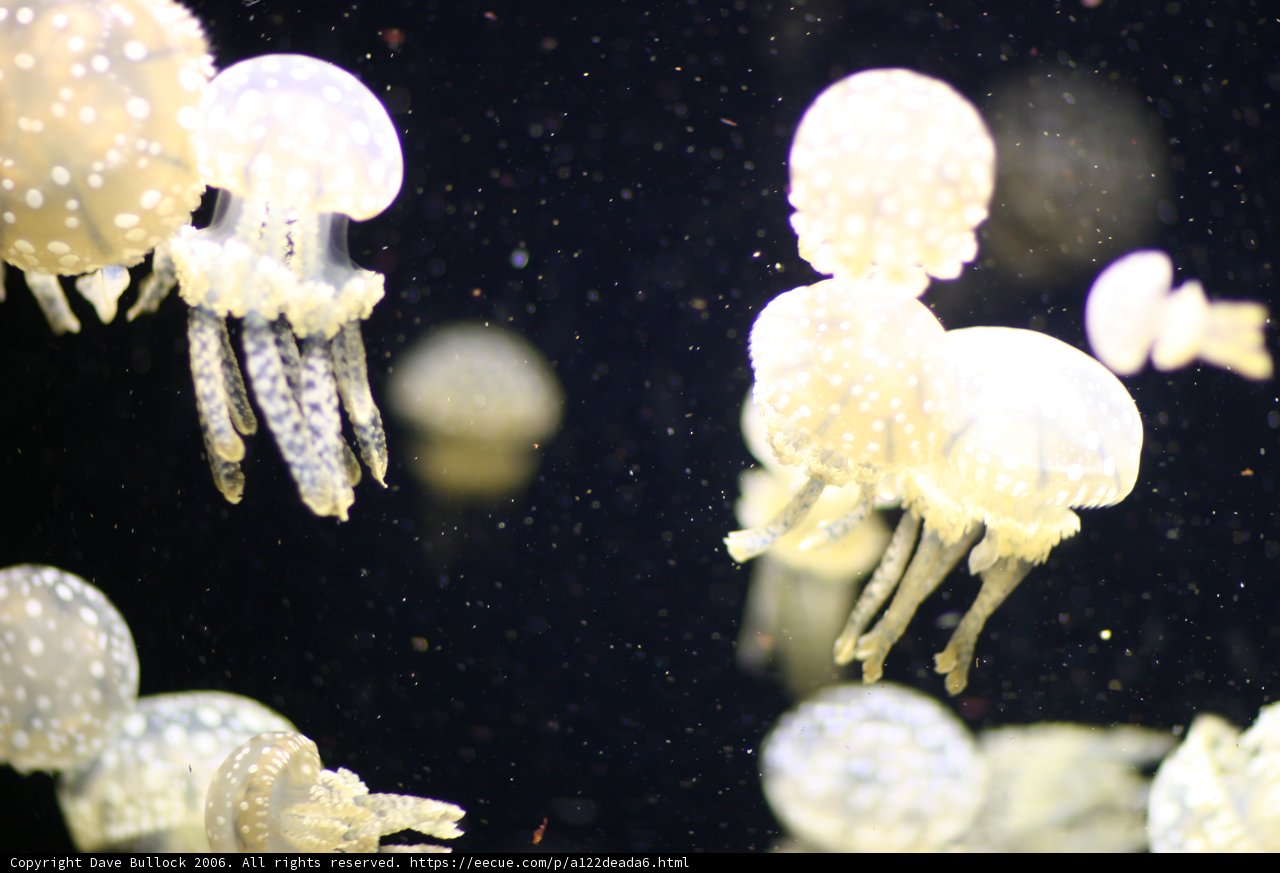 Tranquil Jellyfish