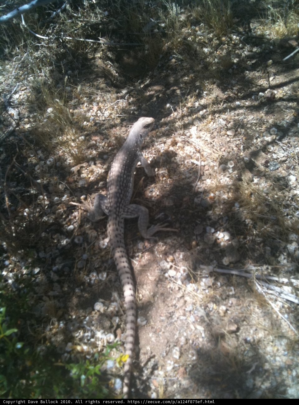 A Lizard on the Rocks