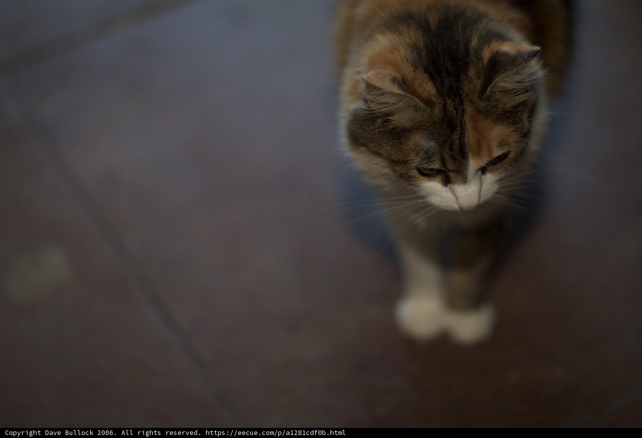 Feline Exploration