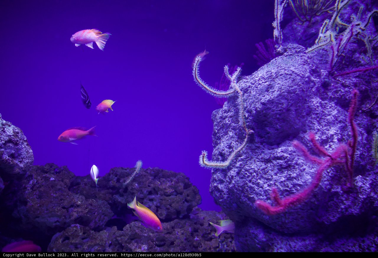 Vibrant Underwater Ballet in 2023