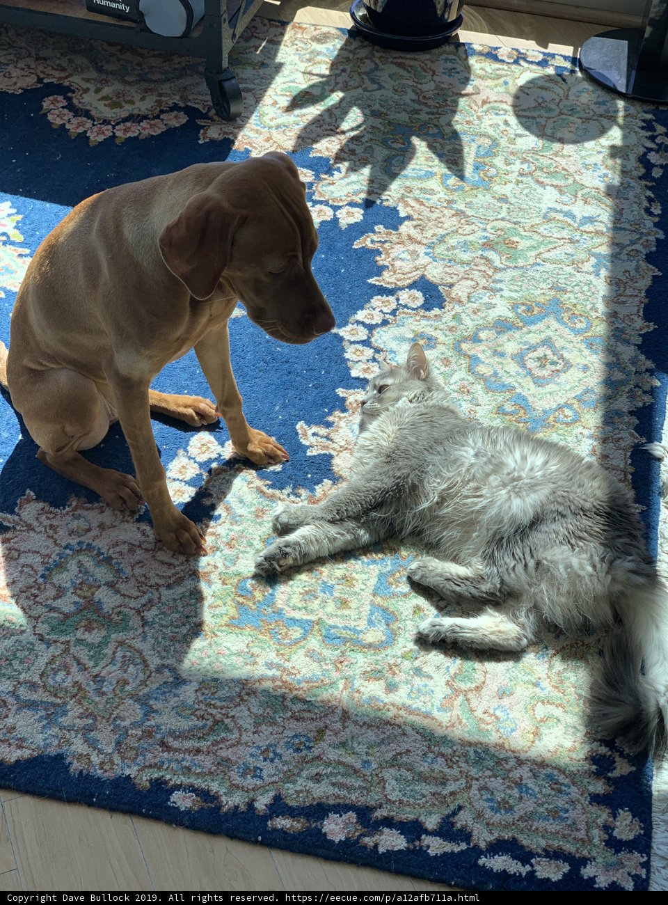 Furry Friends on a Cozy Rug