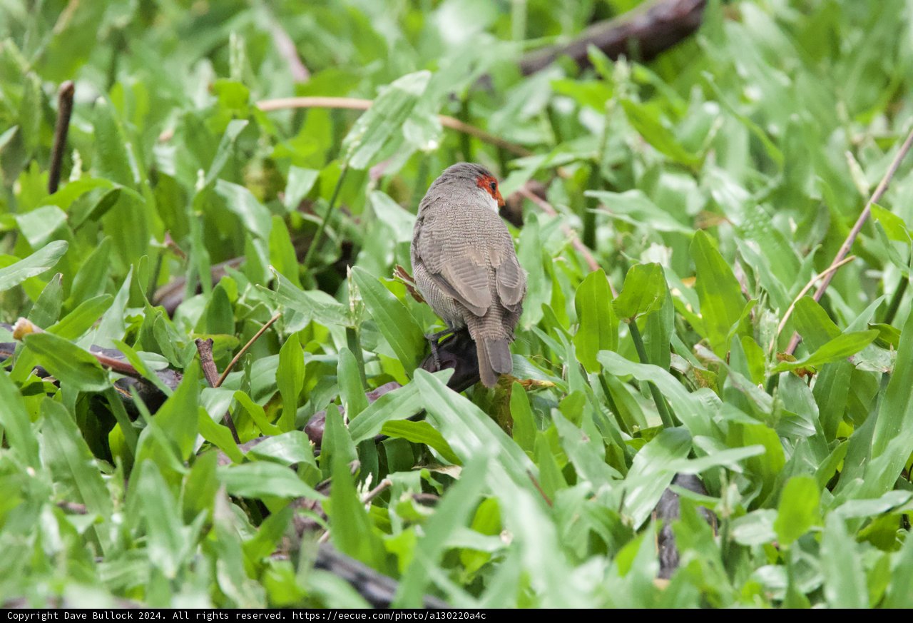 Hidden Hues: A Finch Amongst the Foliage