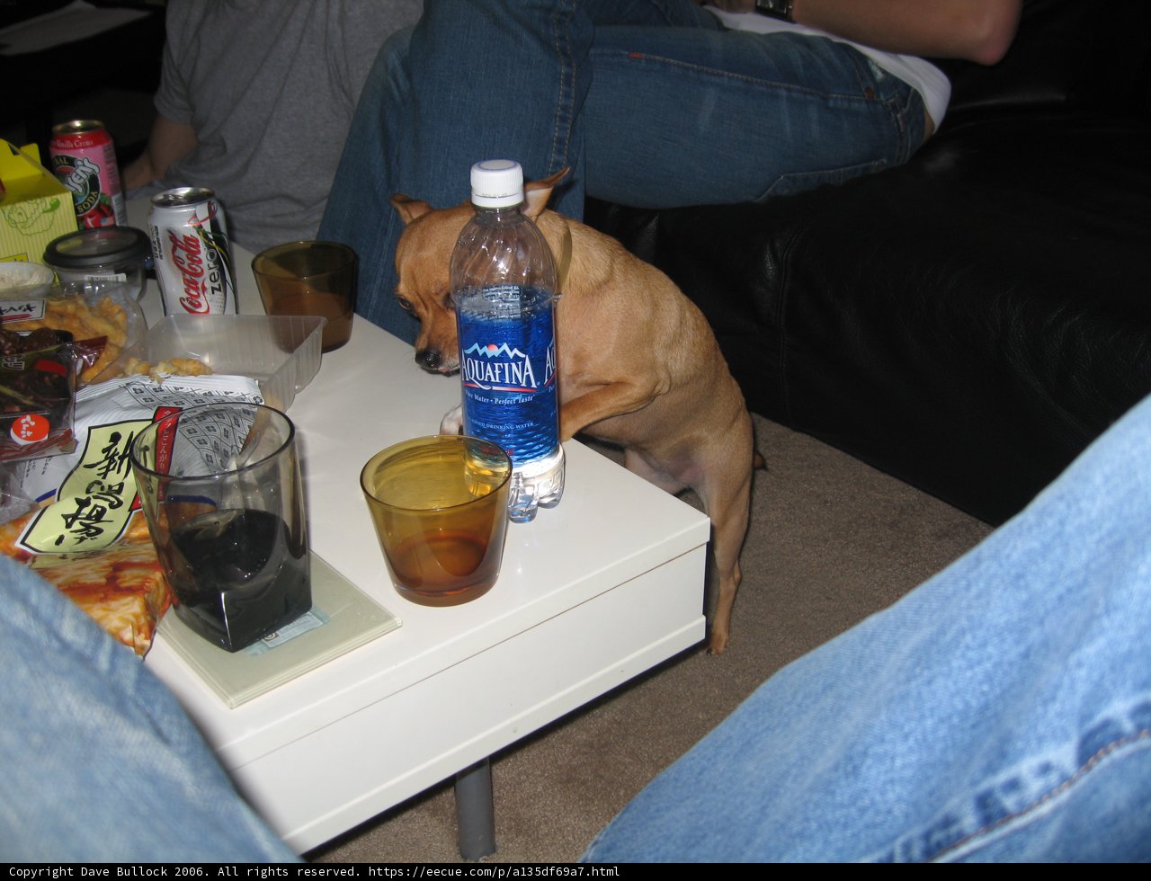 Canine Thirst Quencher
