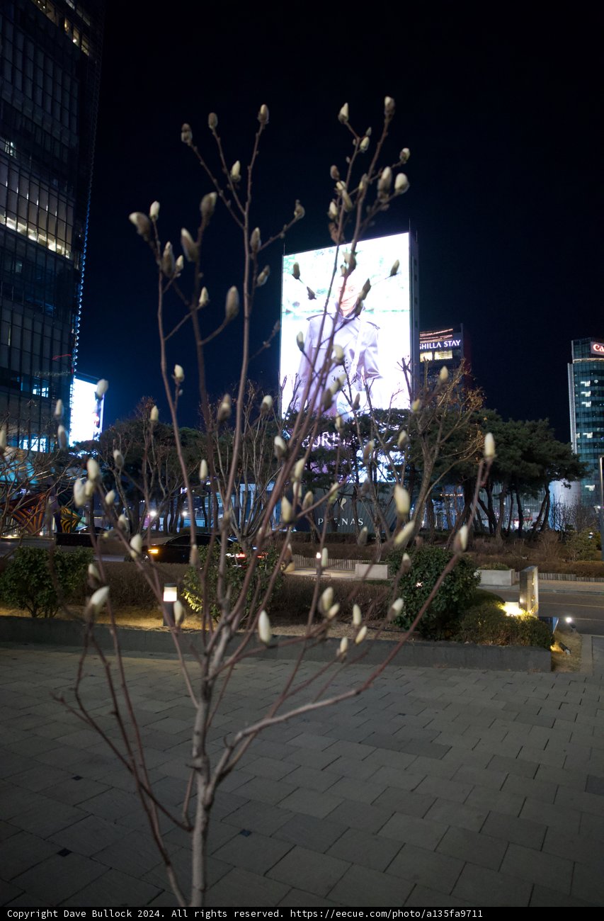 Urban Blossoms: An Ode to Nature Amidst Skyscrapers, 2024