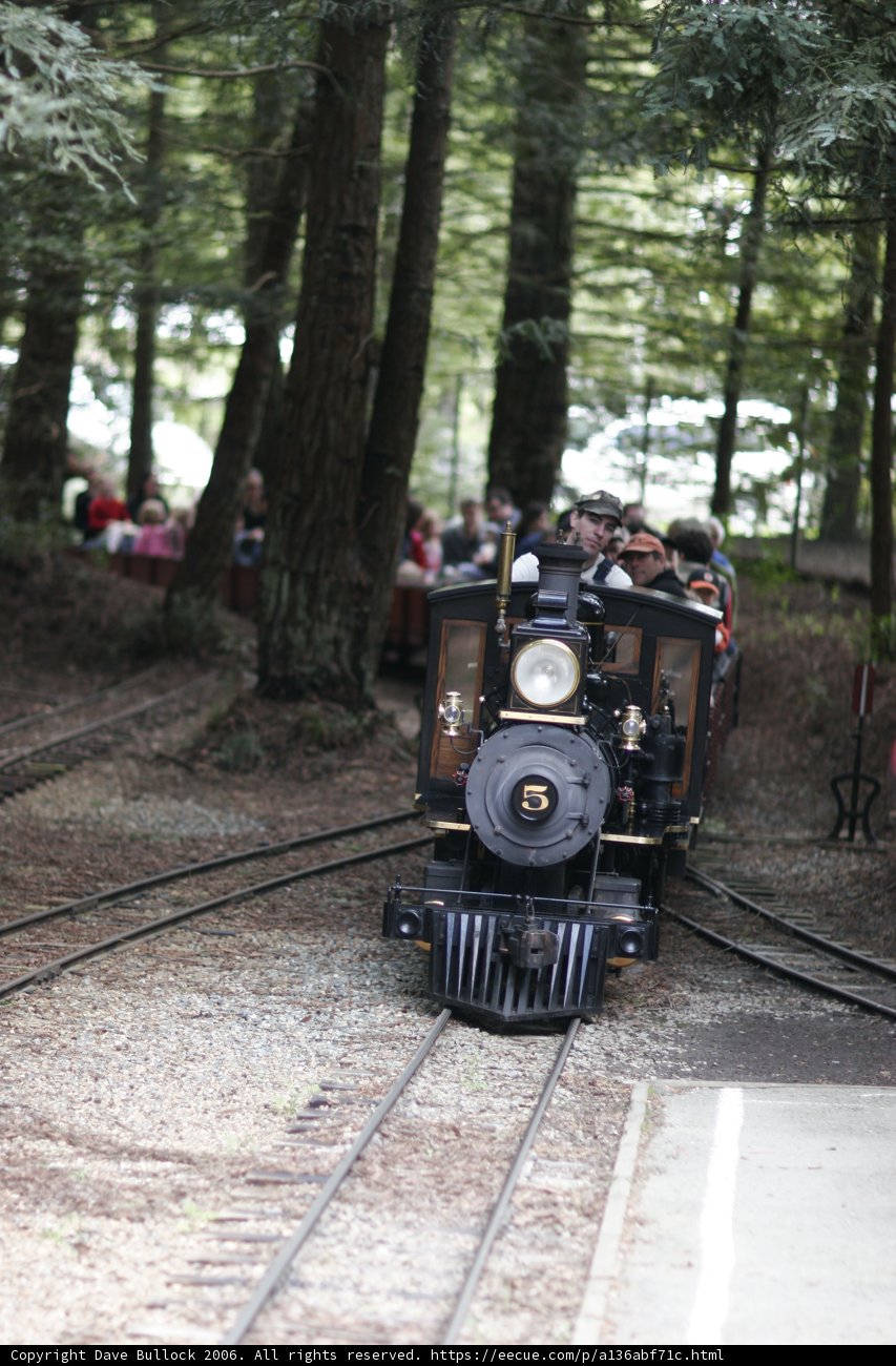 Riding Through the Forest on a Locomotive