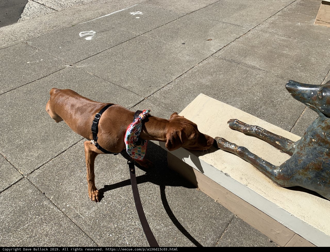 Canine curiosity