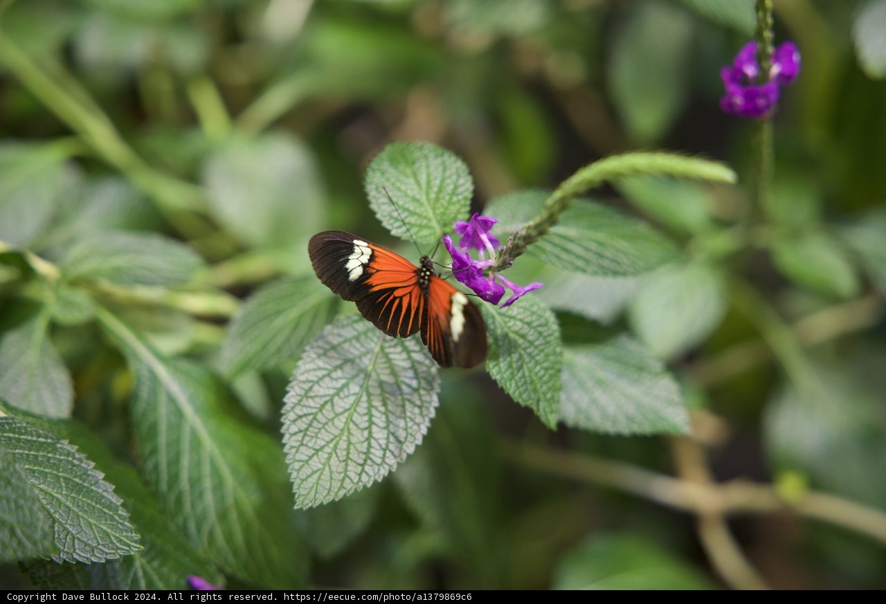 Radiant Monarch on a Sprig of Purple