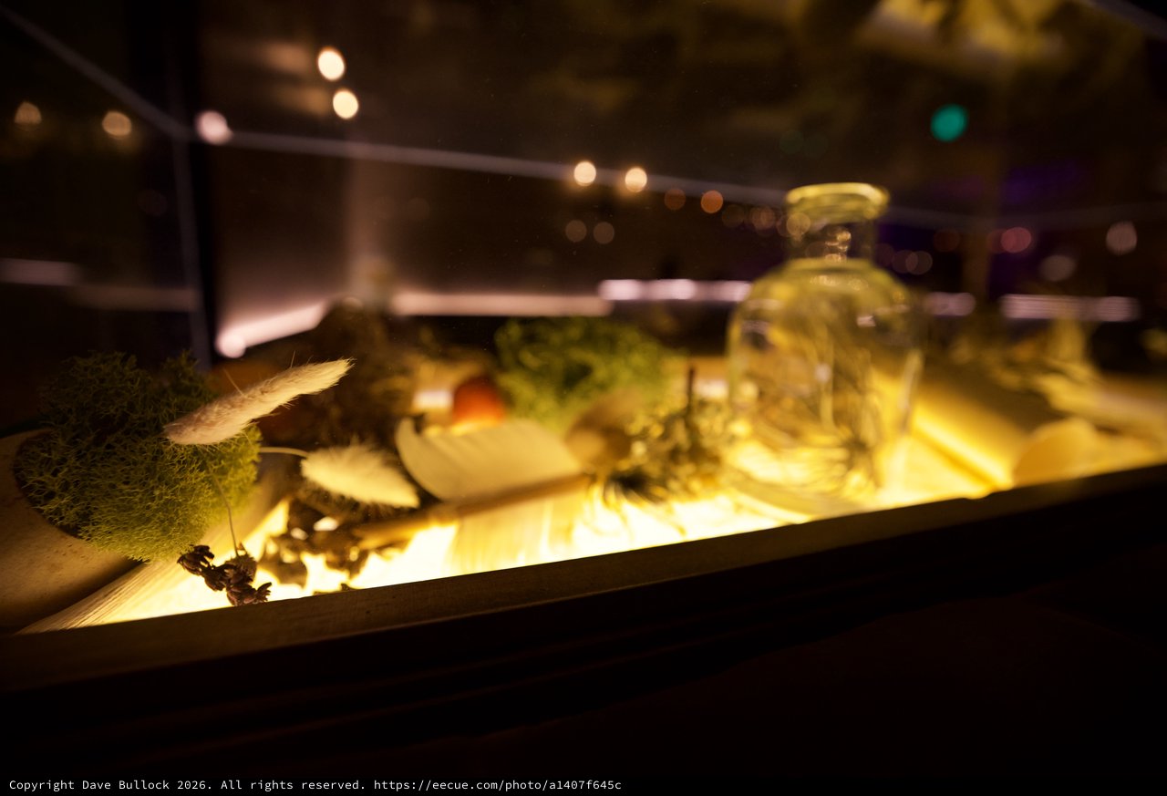 Illuminated Natural Curiosities Display at Night
