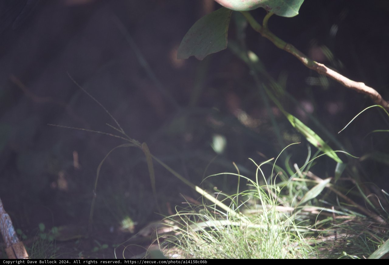 Whispers of Nature: A Close Encounter at Honolulu Zoo