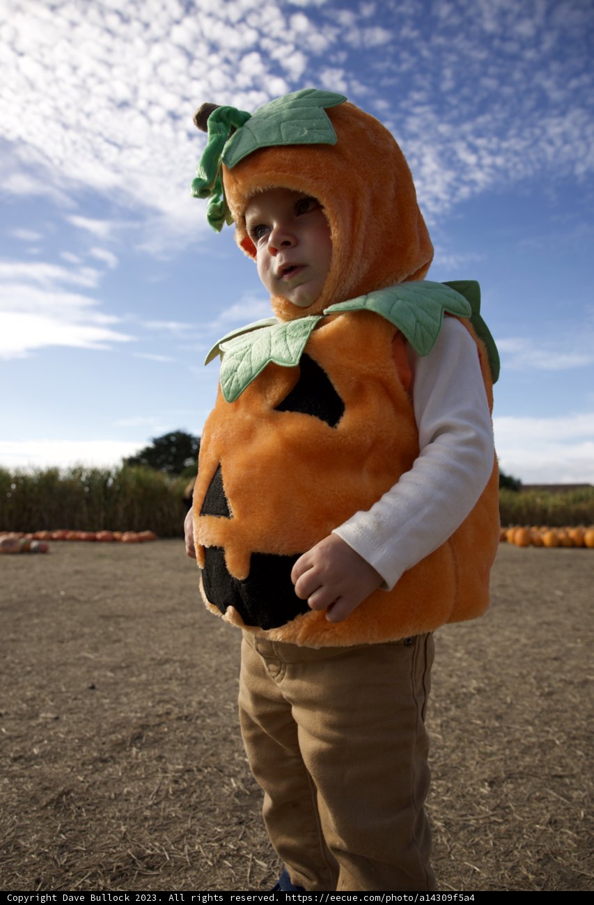 Pumpkin Harvest - Wesley's Adventure at Halfmoon Bay
