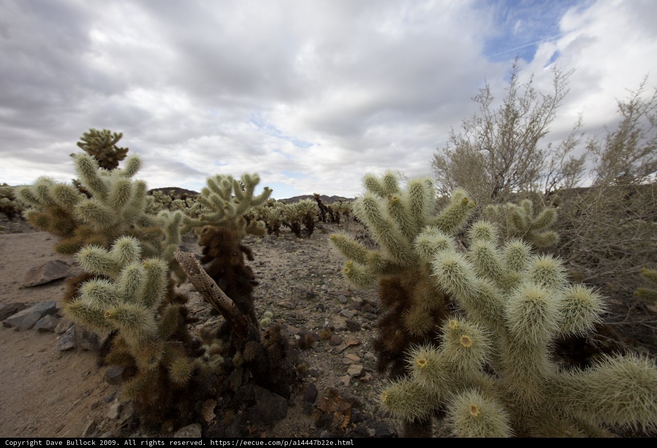Desert Delights