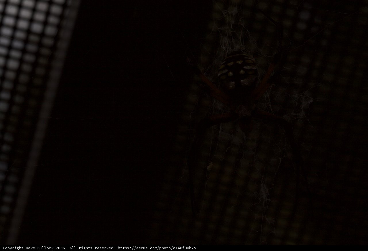 Arachnid on the Web