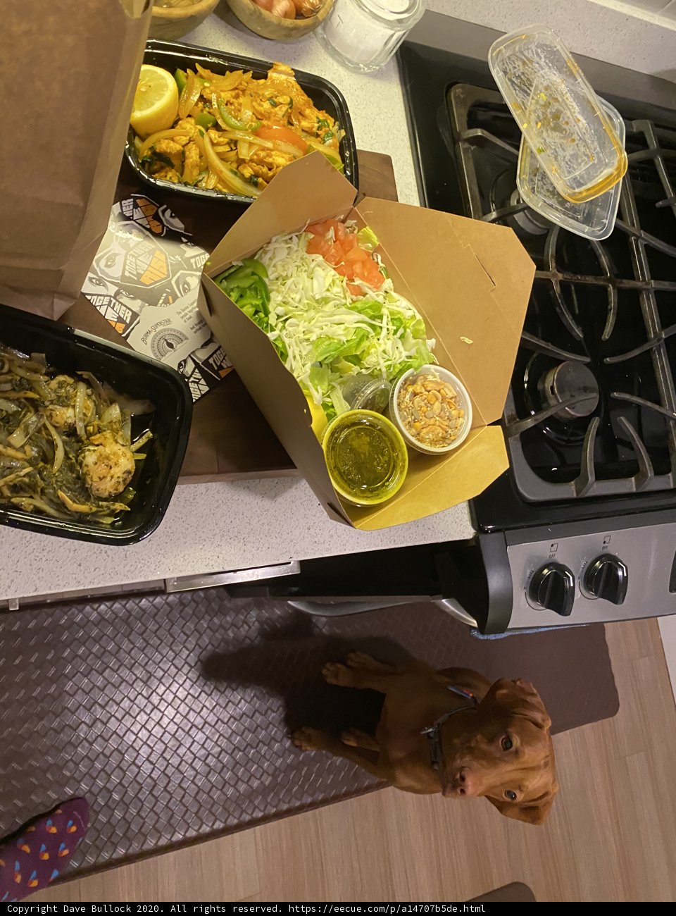 Canine Foodie