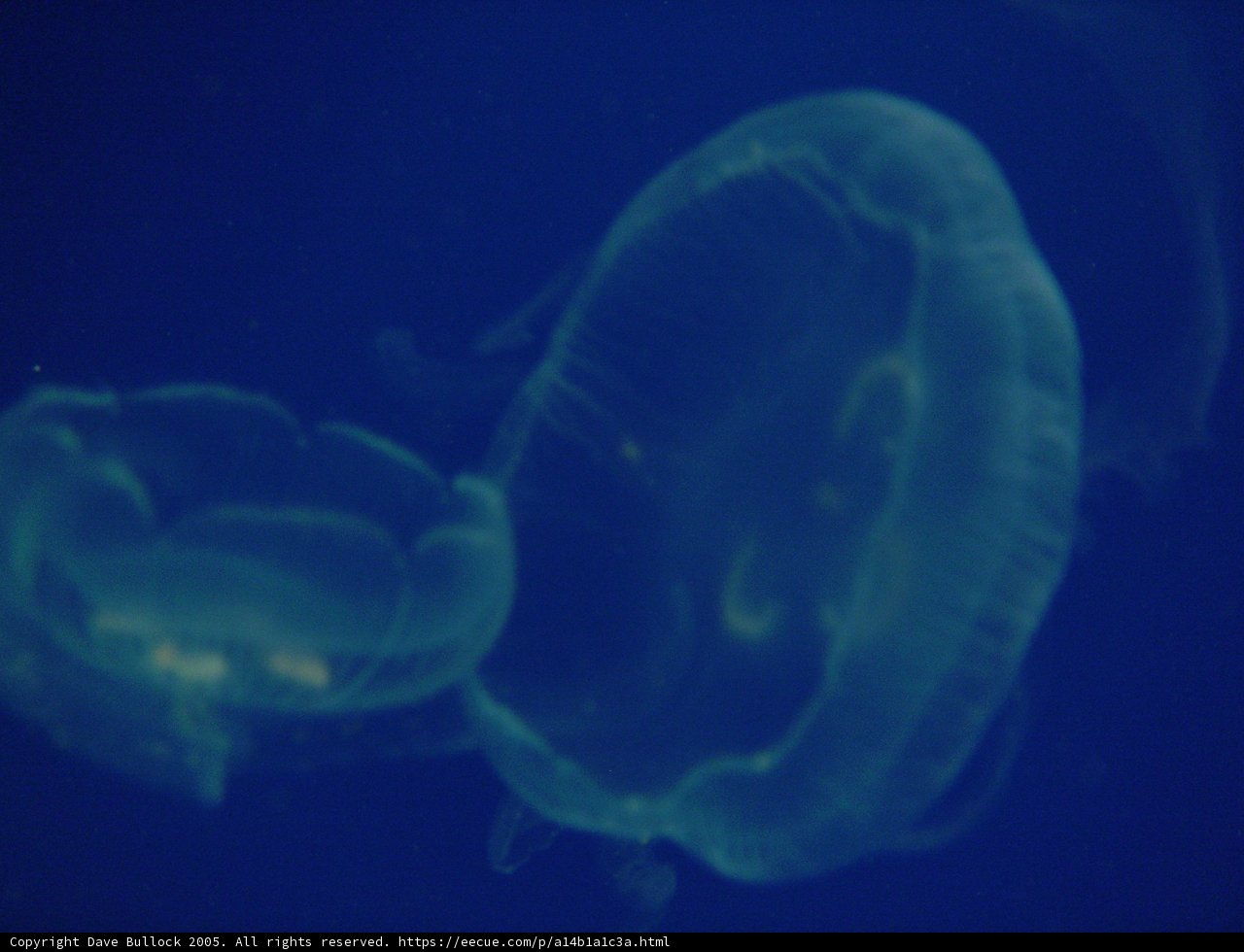 Graceful Sea Creatures