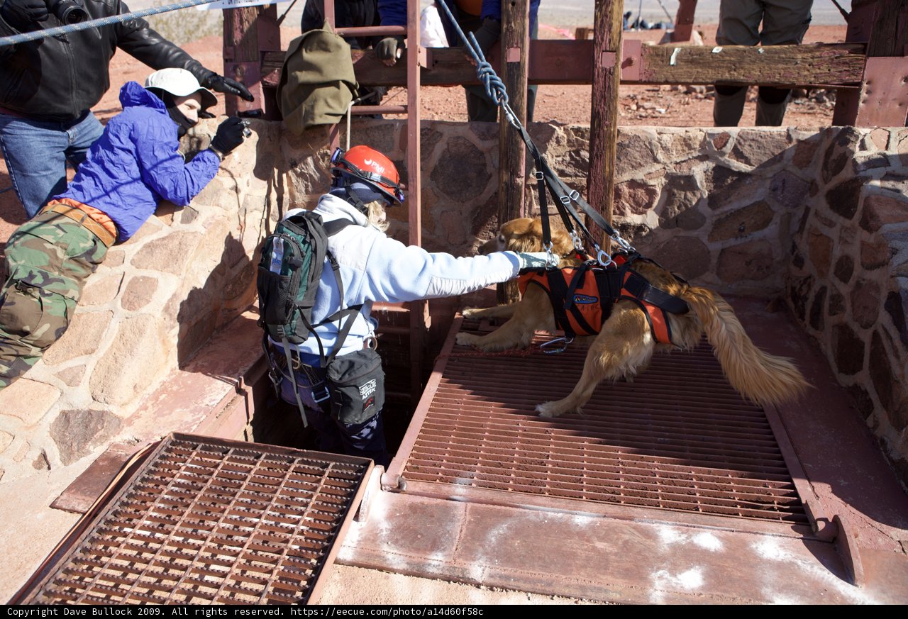 Rescuing a Canine Companion