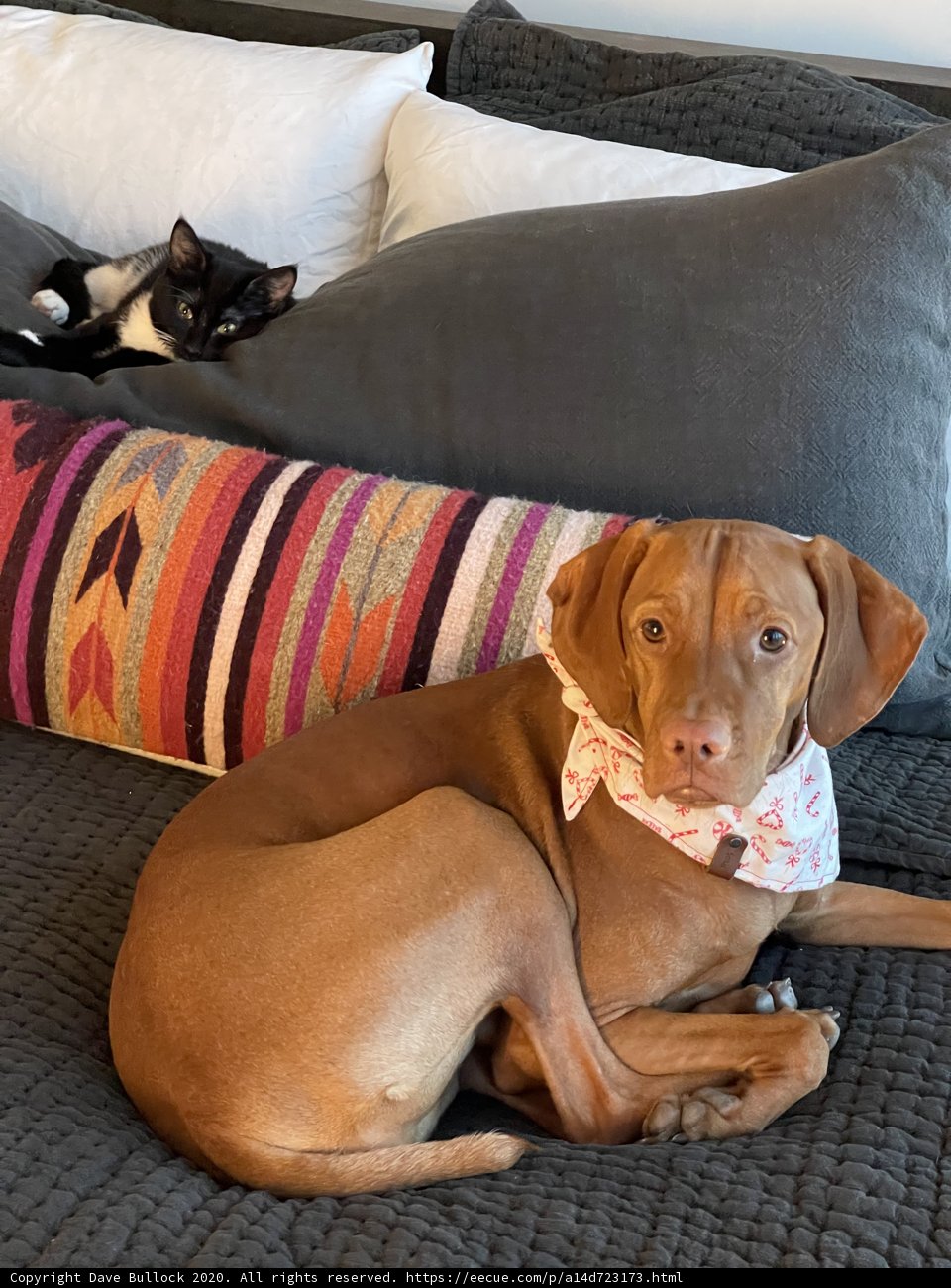 Furry Friends Taking a Rest