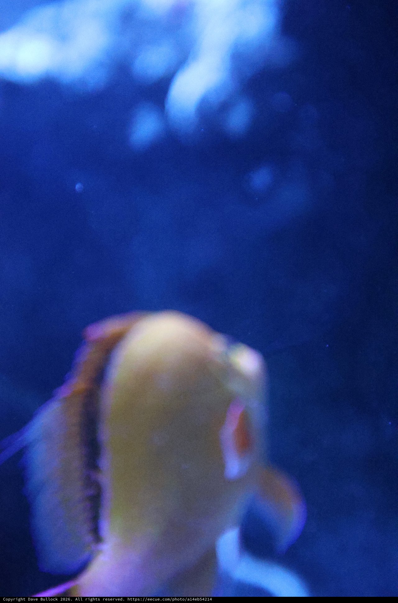 Jellyfish Swimming in Deep Blue Aquarium Waters