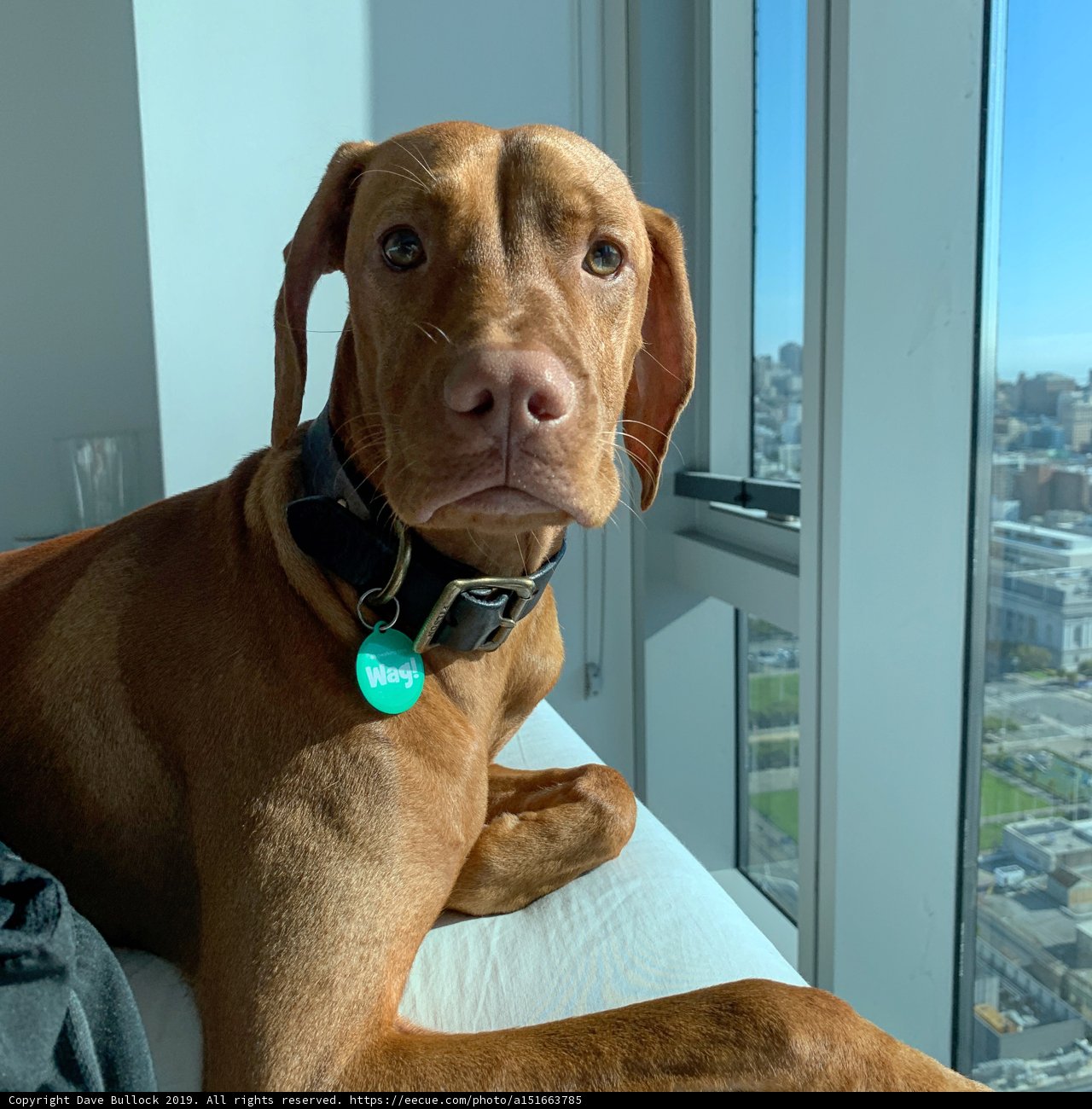 City View Pup