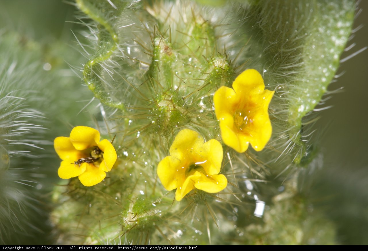 Blooming Beauty