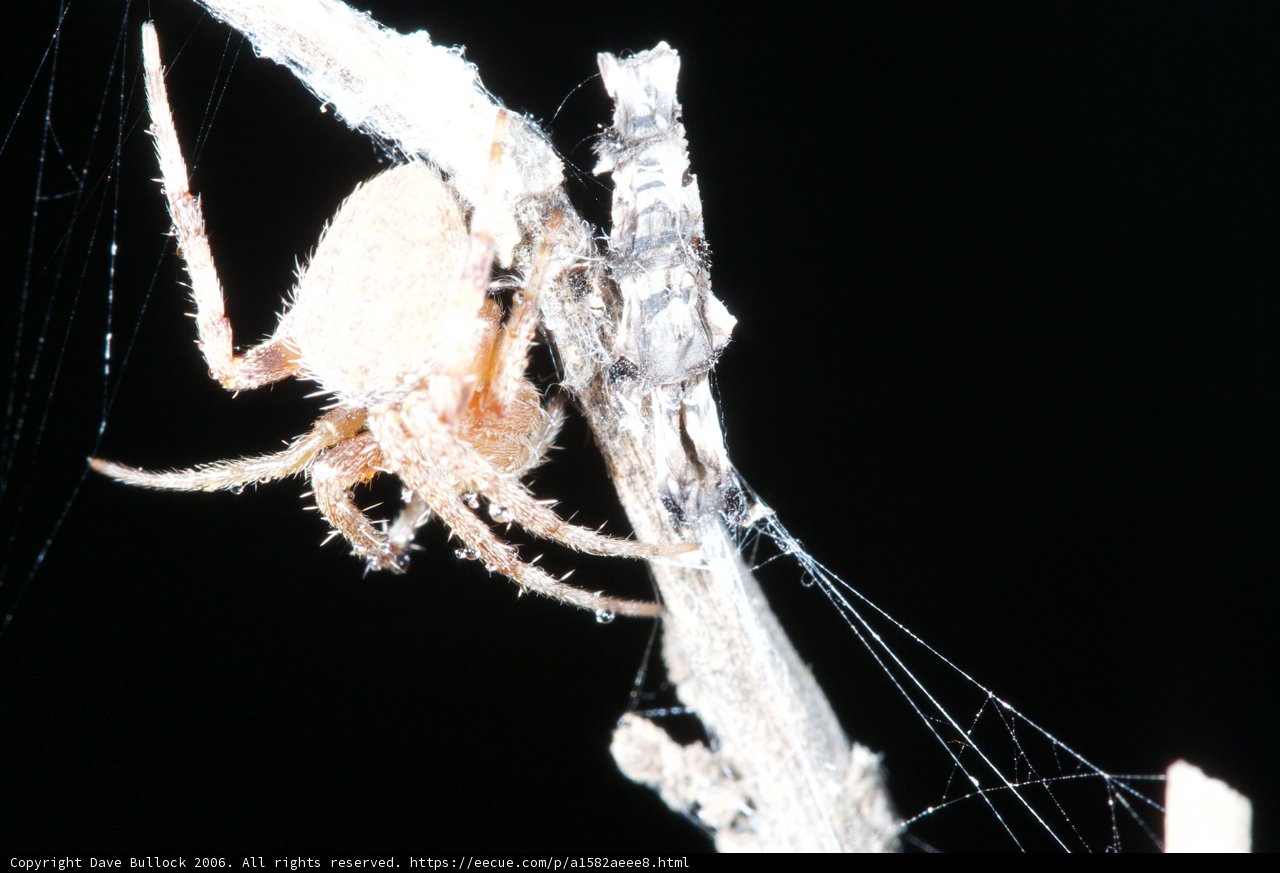 Garden Spider on Branch