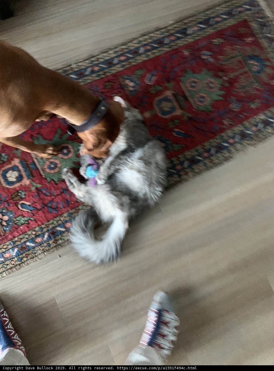 Playful Pets on an Elegant Hardwood Floor