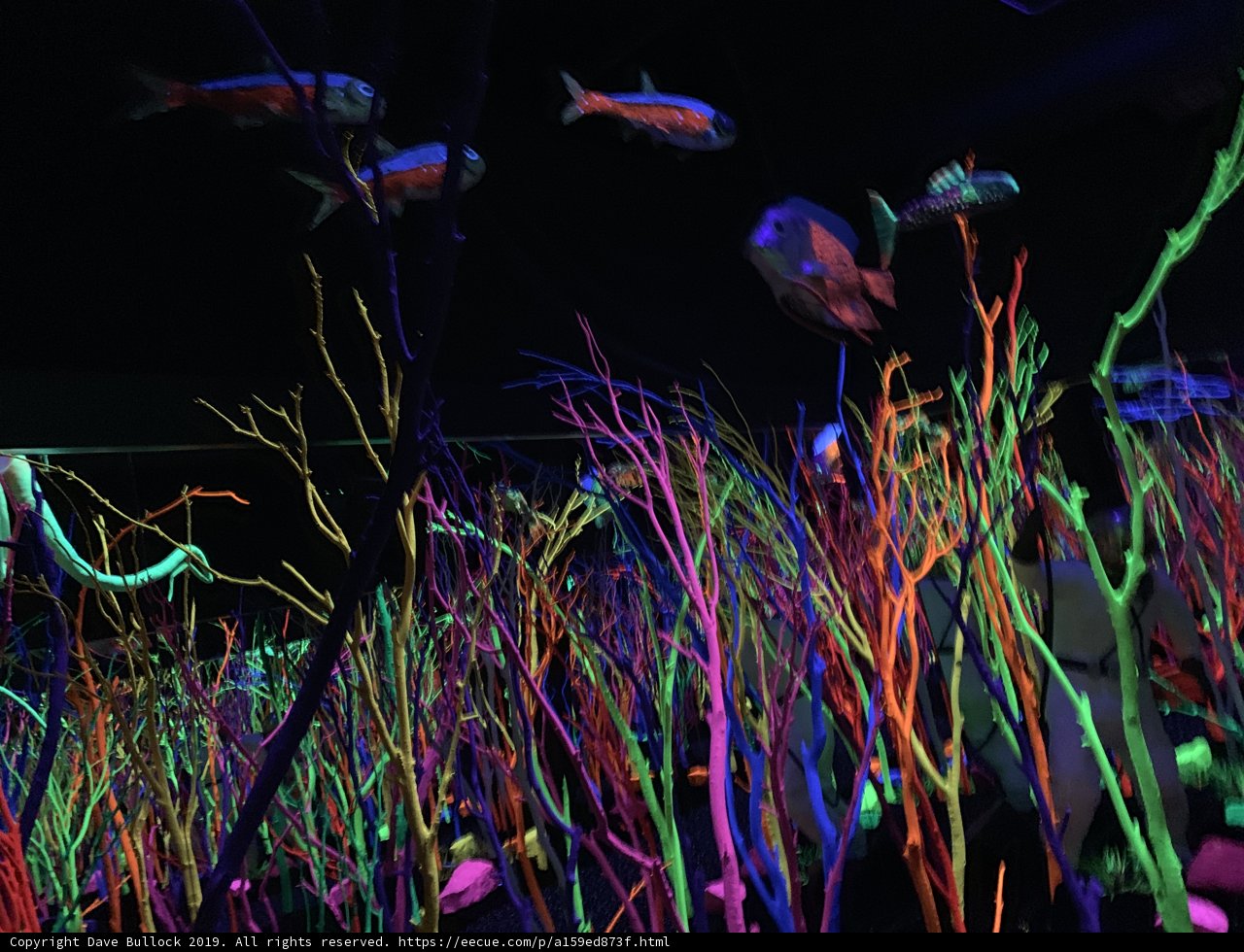 Submerged in Meow Wolf
