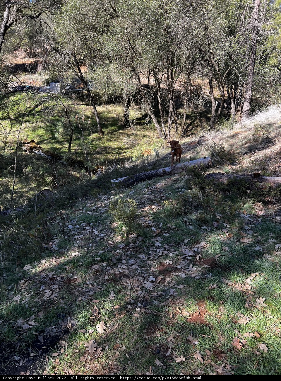 Wilderness Dog