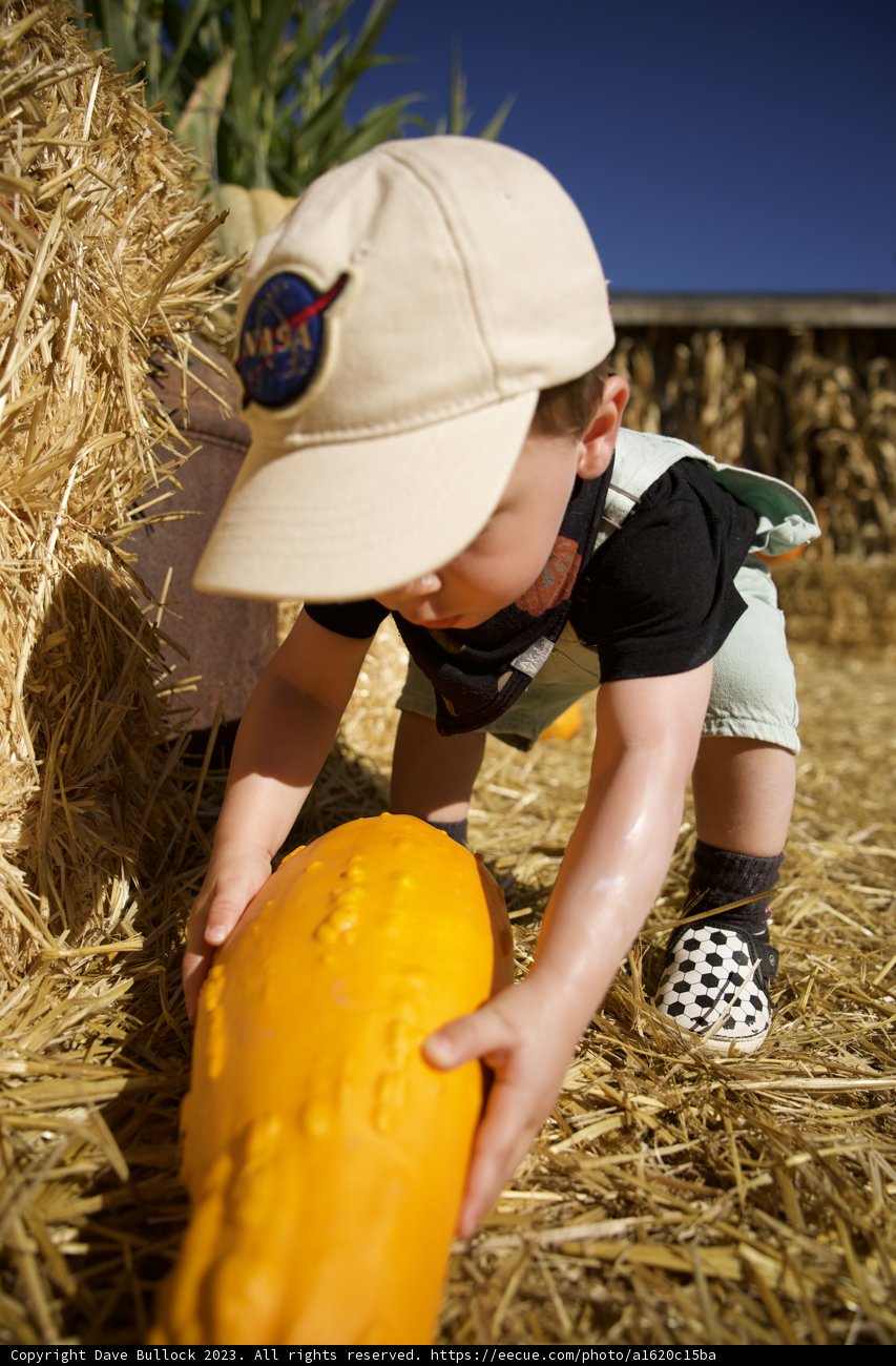 Autumn Harvest - A Boy and His Pumpkin