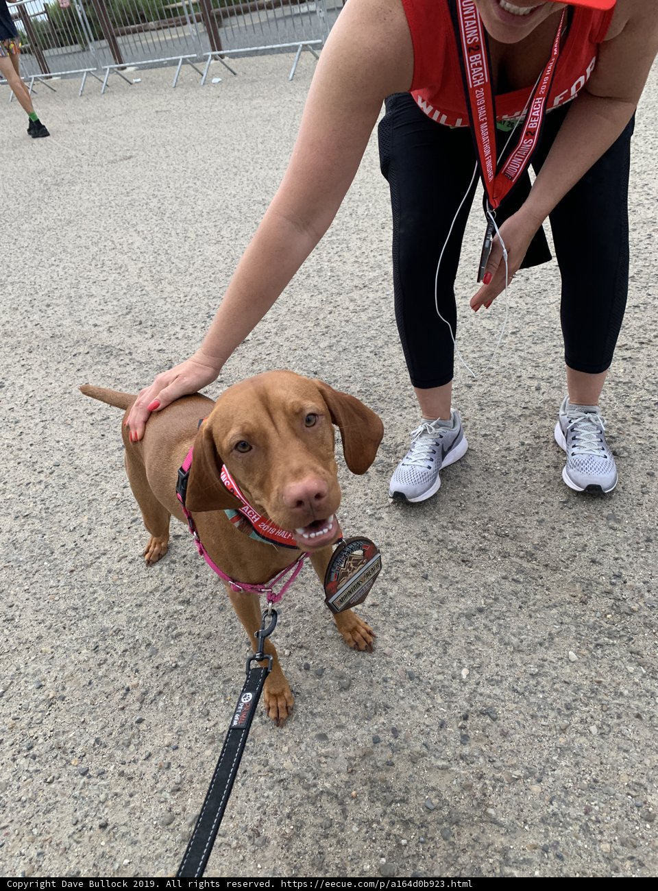 Walking Her Vizsla on a Sunny Day