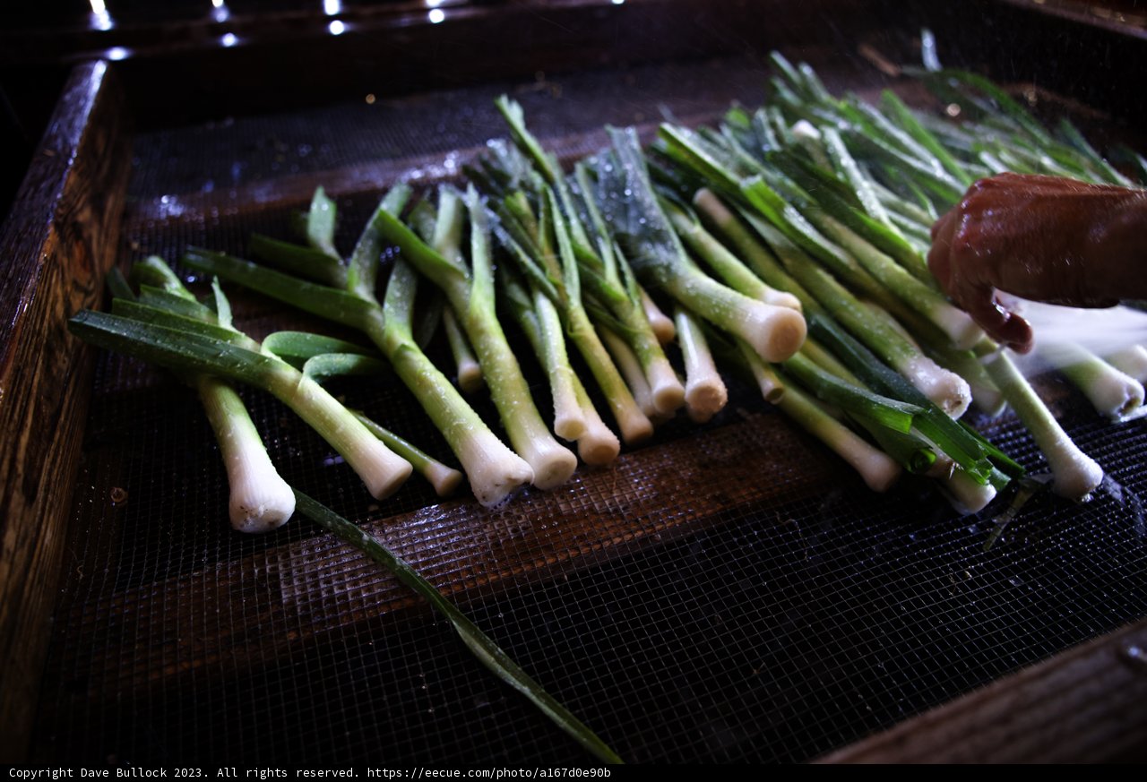 Fresh Green Onions from the Garden