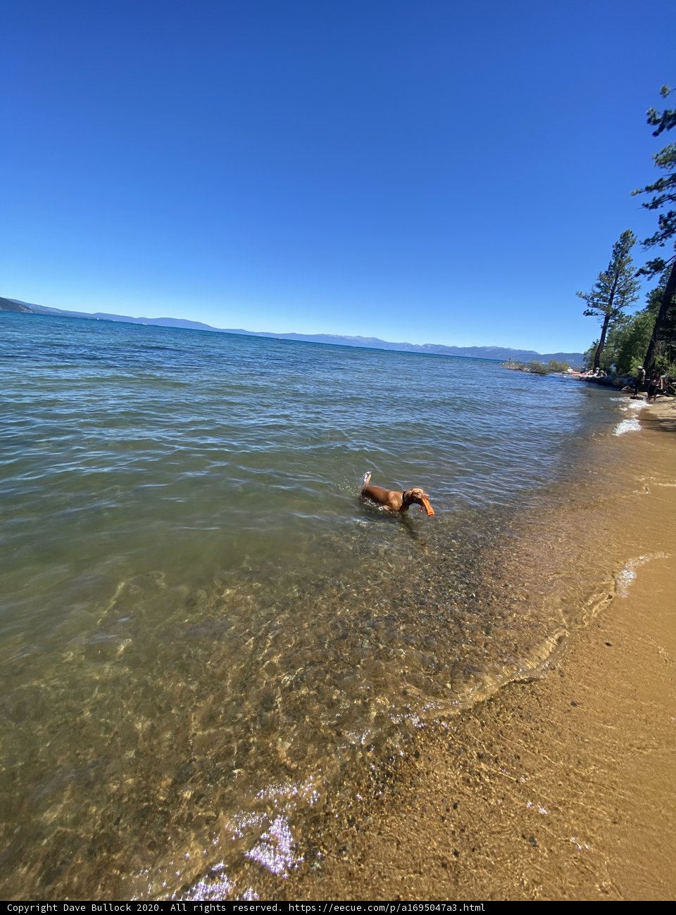 Beach Fun with Furry Friends