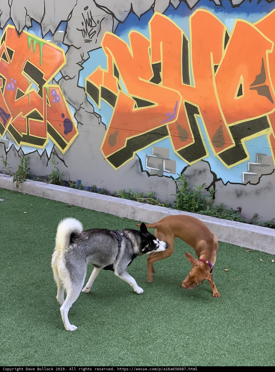 Canine Art