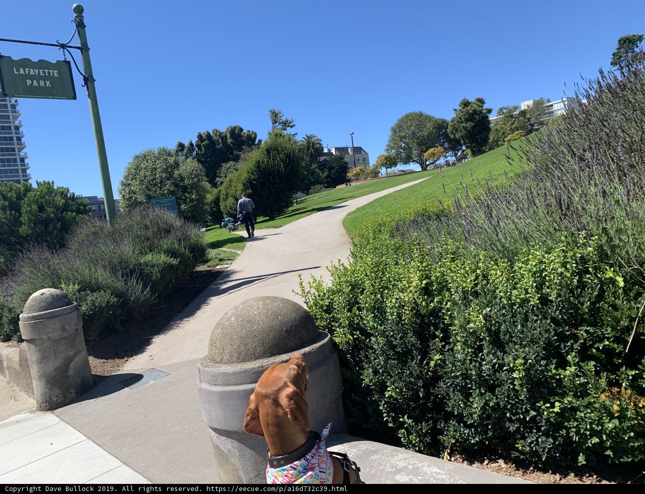 Canine Companion in Lafayette Park