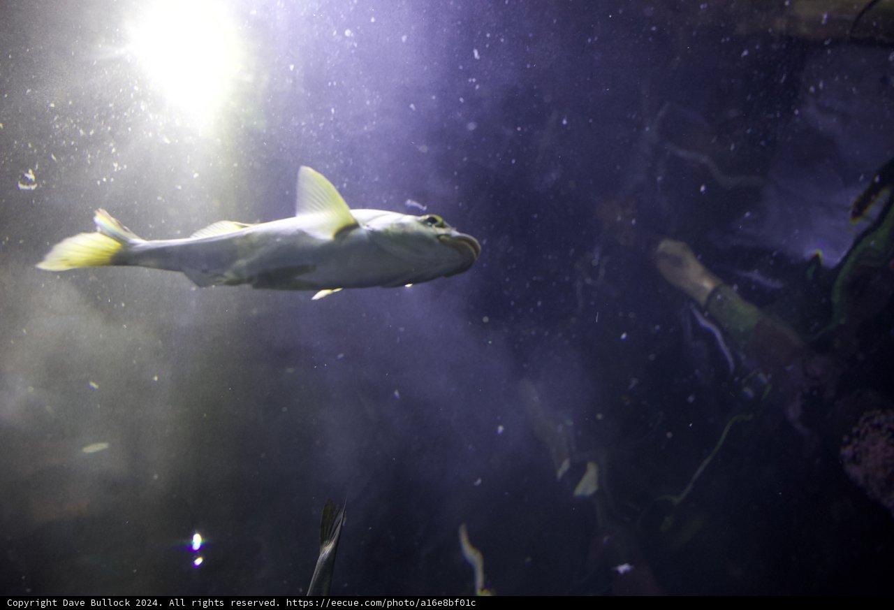 Sunlit Swim: Light Meets Life Underwater