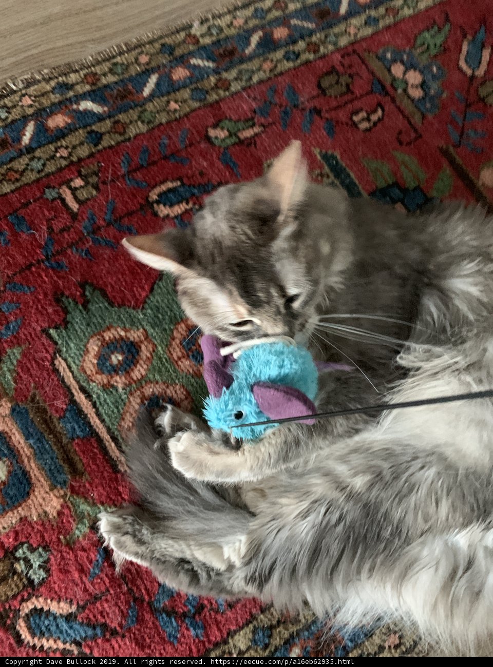 Playtime with Purr-fect Accessories