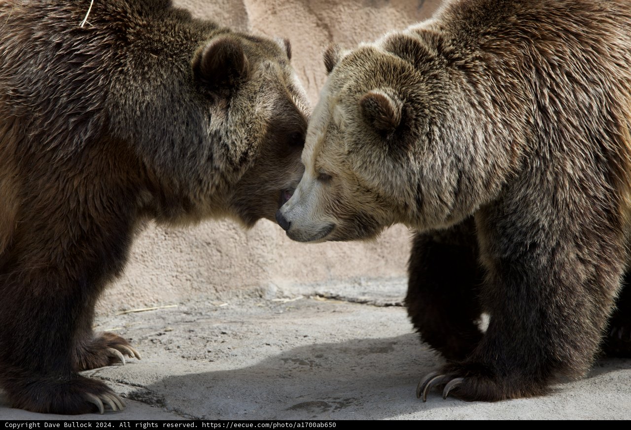 Bear Companionship