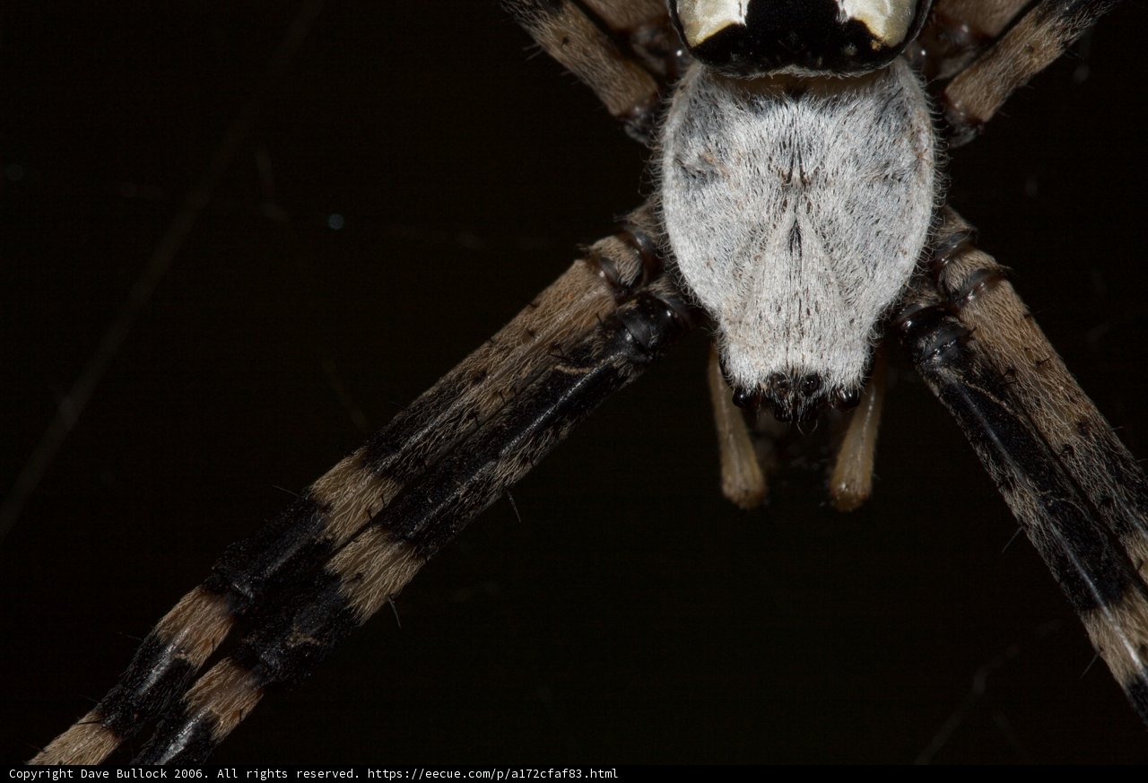 Garden Spider Up Close